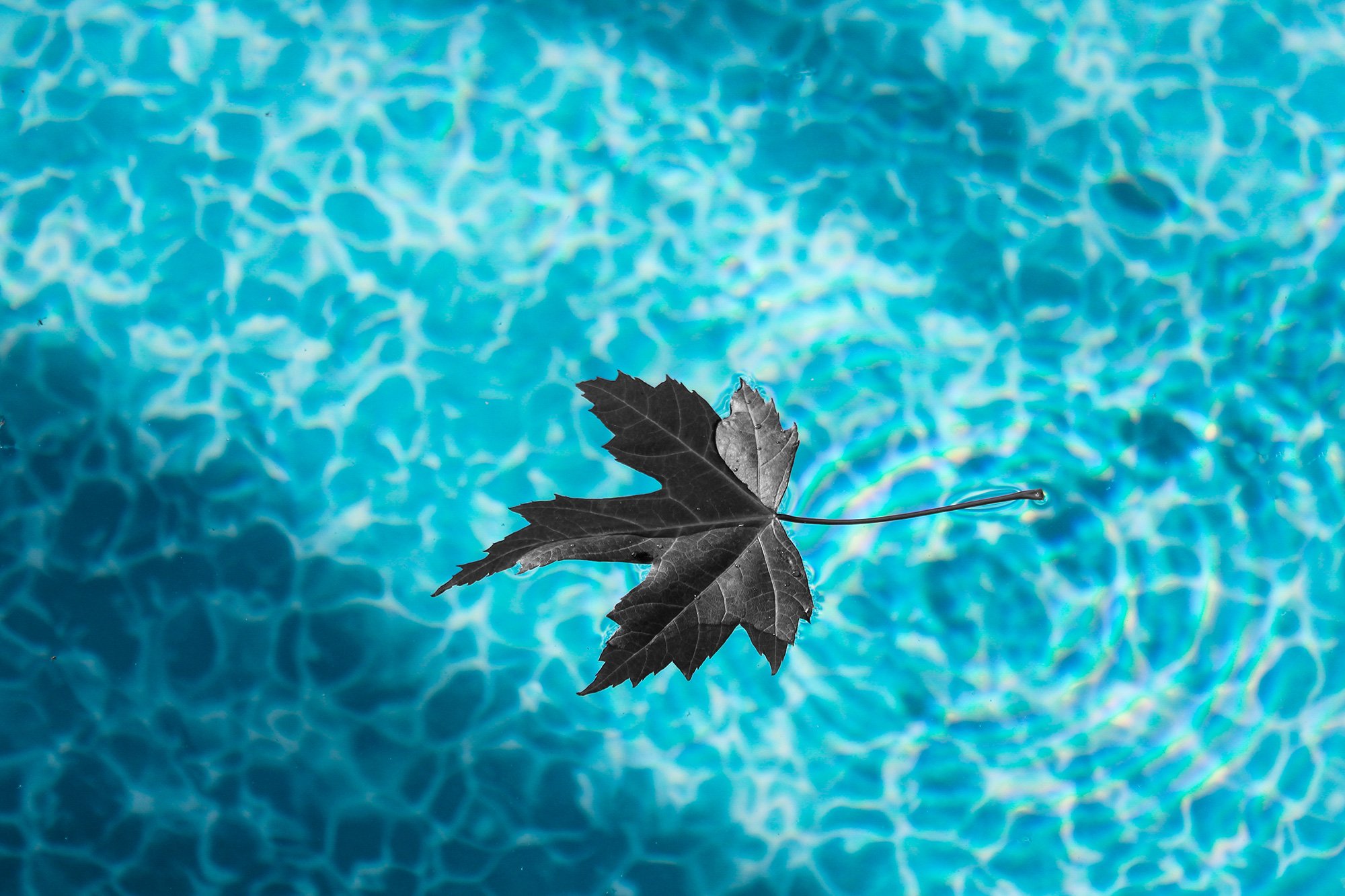 Feuille sur l'eau de la piscine